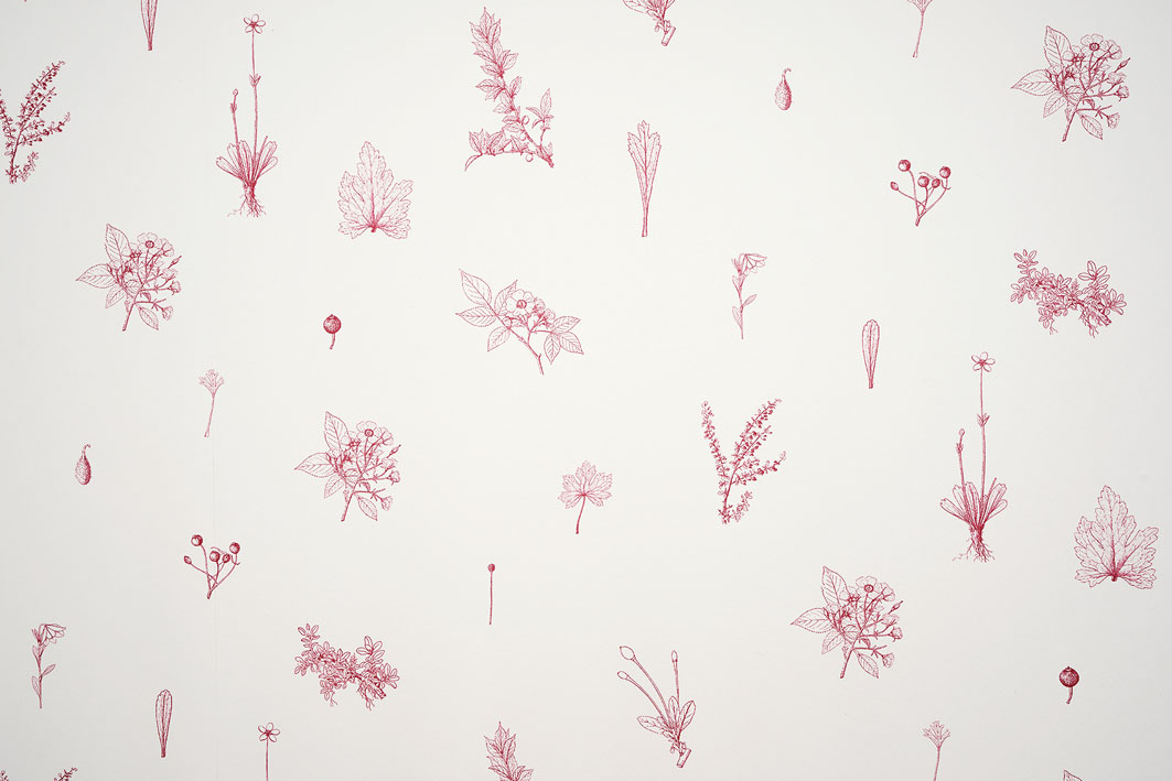 Aconitum souliei, Inflorescence portion / Lilium souliei, outer and inner tepel / Anemone coelestina var.  souliei, flowering plant / Rosa soulieana, fruit / Aconitum souliei, cauline leaf / Anemone coelestina, basal leaf / Anemone coelestina, carpel / Luzula rufescens, flowering plant / Anconitum souliei, upper cauline leaf / Anemone coelestina, basal leaf / Anemone coelestina, flowering plant / Rosa soulieana, fruiting branch / Lilium souliei, distal portion of flowering plant / Nepeta souliei, flowering plant / Rosa soulieana, flowering branch / Cerasus fruticosa, fruiting branch / Cerasus tomentosa var. souliei, fruiting branch, 2009